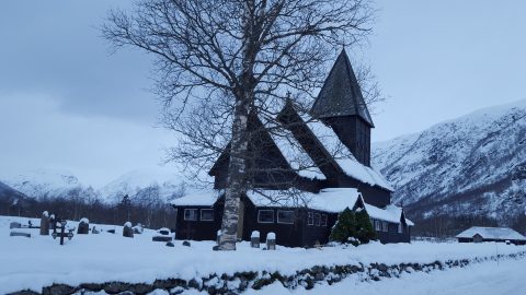 Stavkykje Roldal, Norway.